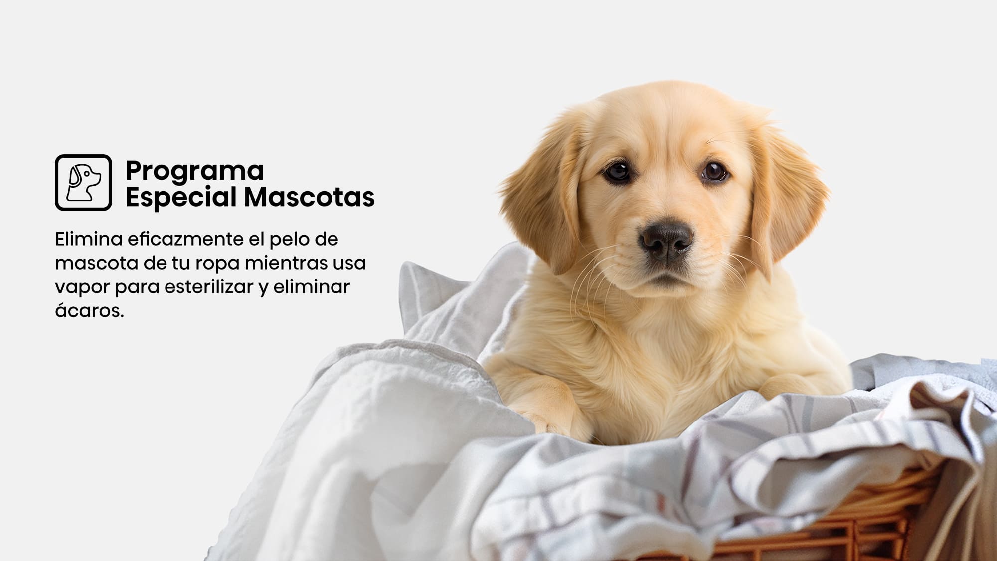 11 - programa especial para mascotas
